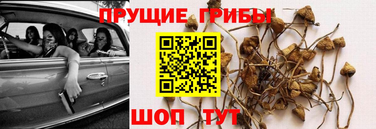 Псилоцибиновые грибы Psilocybe  Галлюциногенные грибы MAGIC MUSHROOMS  Тейково  Вход с VPN 